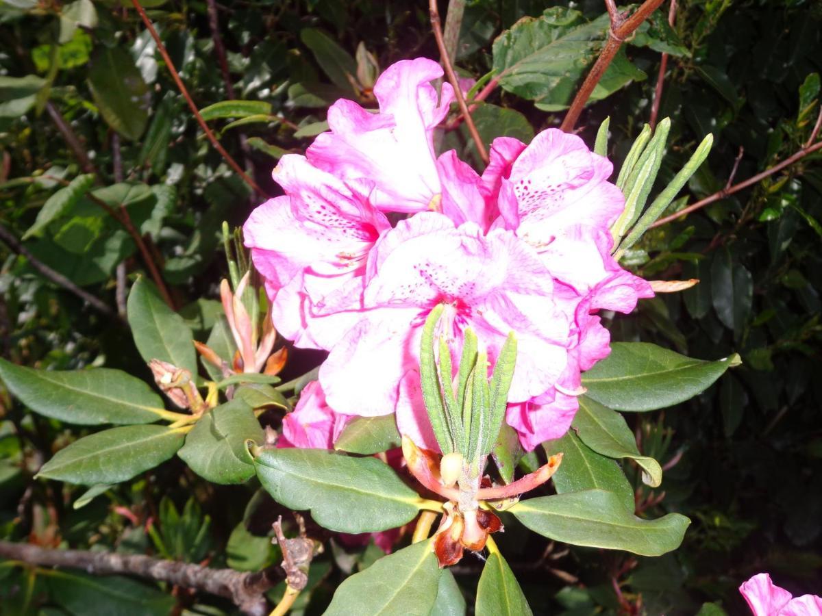 Les Fleurs Du Mont Bed and Breakfast Caux Εξωτερικό φωτογραφία