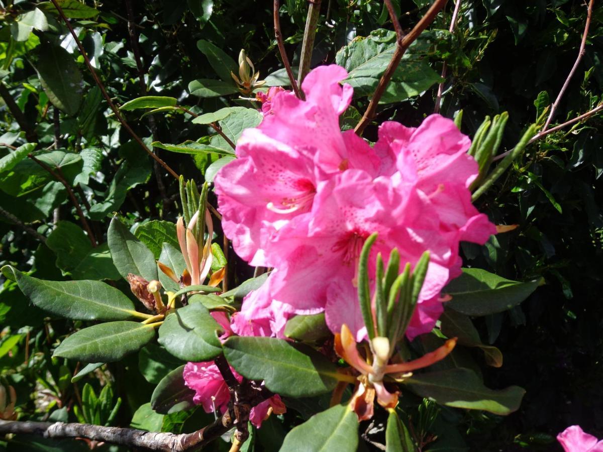 Les Fleurs Du Mont Bed and Breakfast Caux Εξωτερικό φωτογραφία